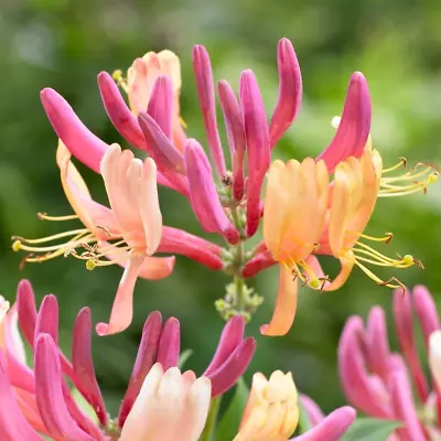 LONICERA American Beauty - PERENNIAL HONEYSUCKLE GARDEN SHRUB PLANT In 9cm Pot • £8.95