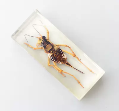 Vintage Large Real Insects In Resin Grasshopper Grig • $18.66