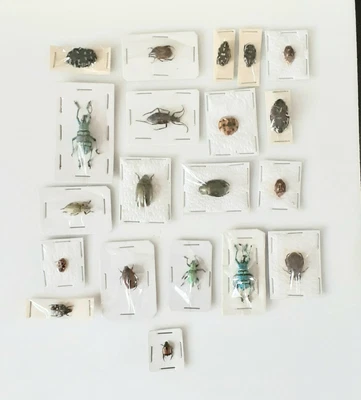 £12.95 • Buy Beetles & Insects Collection Ideal For Beginners In Setting Artwork. 