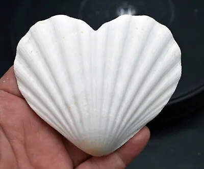 $11.99 • Buy Set Of 3 Heart Shaped White Scallop Shells (4 ) Beach Crafts Coastal Decorating