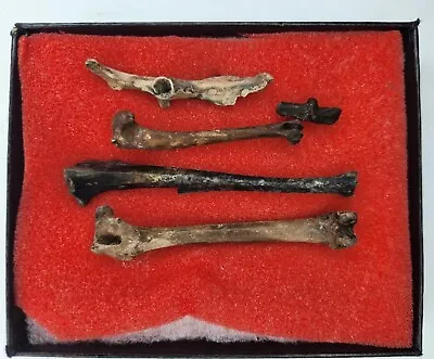 Set Of Fossil Rabbit Bones - Florida - Pleistocene Ice Age • $37.95