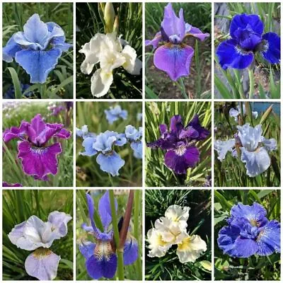 £34 • Buy Iris Sibirica - Pack Of 6 - Tomas Tamberg Siberian Iris - Hardy Perennial Plants