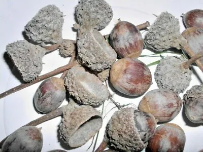 12 SWAMP WHITE OAK ACORNS - Quercus Bicolor  • $10