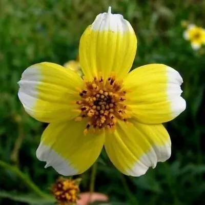 Bur Marigold Bidens Aurea 350 Seeds + FREE REUSABLE PLANT LABEL • £0.99