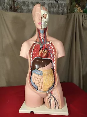 Vintage 1960's?  W. German Made Large Anatomical Model • $259.99