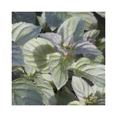 6 Mint Lime Herb Plug Plants *Perennial Herb Plant* Grow Your Own Herb Garden • £12.99