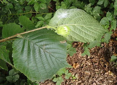 £24.99 • Buy Hazel 'Webb's Prize Cob' Tree Cobnut Multistemmed, Grow Tasty Hazelnuts