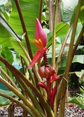 Musa Velutina Markkuana | 10_Seeds • $11.95