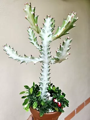 Cactus White Ghost _Euphorbia Lactea- Outdoor Plant 🪴  • $25