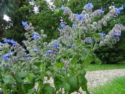 Blue Borage Seeds - Attracts Bees - Ideal For Smaller Gardens/Containers • £1.45