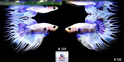 Live Betta Fish B123 Male Fancy Purple Butterfly CT Premium Rare From Thailand • $19