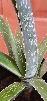 Aloe Vera Plant (2) - Medicinal Live Succulent - 40cm Plant • £110