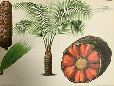 CYCAD- Zamia Roezli RARE Botanical Engraving Circa 1800's Original • $350