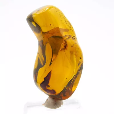 Mexican Amber With Insect Inclusions 44.9 G • $674