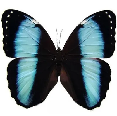 Morpho Achilles ONE REAL BUTTERFLY BLUE BLACK UNMOUNTED WINGS CLOSED  • $10