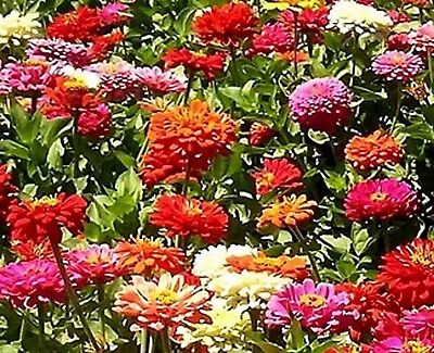 Dahlia- Unwin Bedding- 100 Seeds- BOGO 50% Off SALE • $3.79