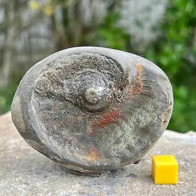 Genuine Fossil Ammonite - Dactylioceras Gift - Jurassic Yorkshire • $10.15