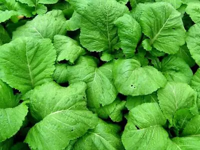 200+Florida Broadleaf Mustard Green Seeds Shealihong Vegetable USA • $1.98