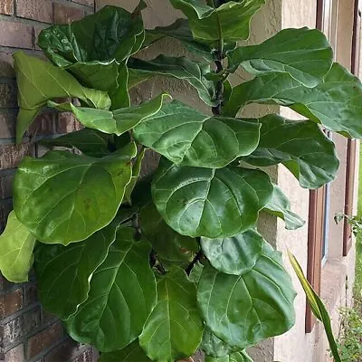 Suncoast Fiddle-Leaf Fiddleleaf Fig - Ficus Lyrata - Live Plant • $17.99