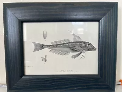 Vintage Fish Picture Framed 1880 - Longfin Gurnard 8” X 10” • $18.65