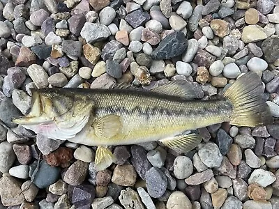 Taxidermy Trophy Largemouth Bass Mount Real Skin Game Fish Wisconsin 18” Lake • $129.99