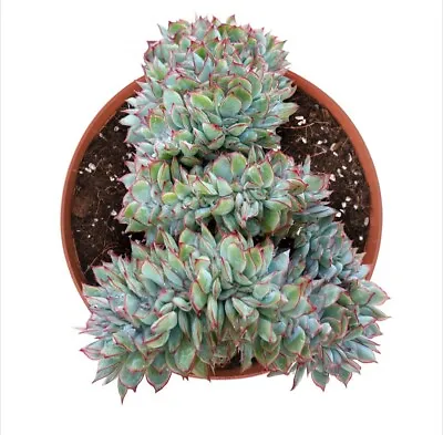 Echeveria Moon Gadnis Crested ×1 *rooted* Small Rare Succulent Plant  • $14.95