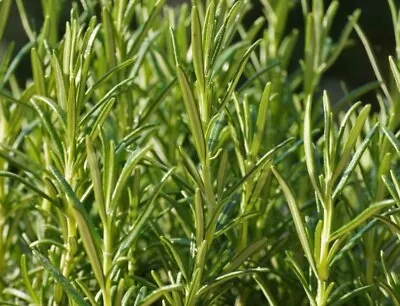 £4.99 • Buy Herb Bundle 1-BASIL, PARSLEY, OREGANO, SAVORY, SORREL, TYHME