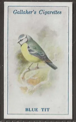 Gallaher-british Birds 1923 (by George Rankin)-#056- Blue Tit  • £2.99