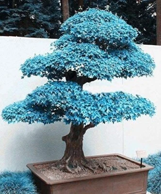 $7.95 • Buy Blue Japanese Maple, Acer (Palmatum Atropurpureum) 20 Tree Seeds Bonsai