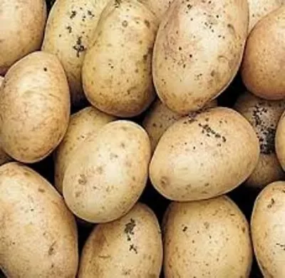 £5.25 • Buy HOME GUARD Seed Potatoes. Second Early.
