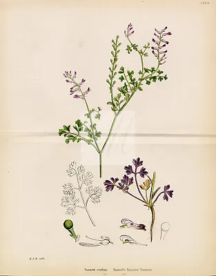 ANTIQUE Botanical Colour Print - Bastard's Rampant Fumitory  #H620 • £15