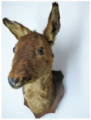 £299.99 • Buy Vintage Taxidermy Mounted Deer Head Wall Mount
