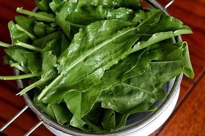 £2.79 • Buy Lemon Sorrel Ancient Food Of The Pharaohs Hot 2023 Ingredient 100 Fresh Seeds