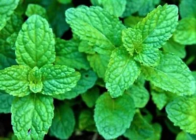 BEAUTIFUL Peppermint Mint Seeds NON-GMO 100+ SEEDS BUY 4 ITEMS FREE SHIPPING • $0.99