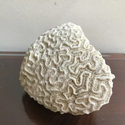 Genuine White Brain Coral Vtg • $65.99