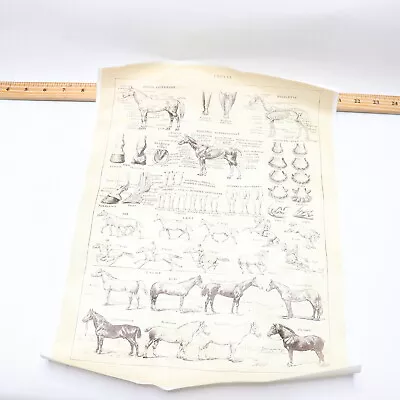 Vintage Horse Breeds & Anatomy Chart French Poster - Poster Only - No Frame • $11.98