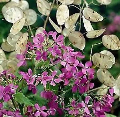 Money Plant Flower Seeds @@@@@ • $1.39