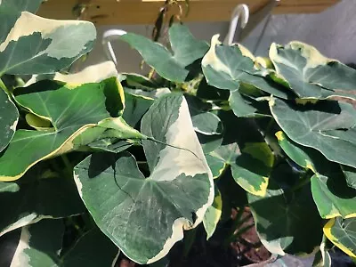 Large Mickey Mouse Alocasia • $34