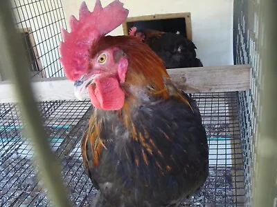 12 Black Copper Maran Hatching Eggs • $25