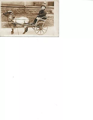 Child In A Goat Cart Real Photo Postcard • $10