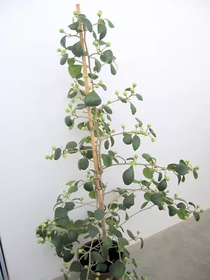 Mistletoe Fig Ficus Deltoidea Good Bonsai Indoor House Plant 4-6  Tall 2.5  Pot • $55.95