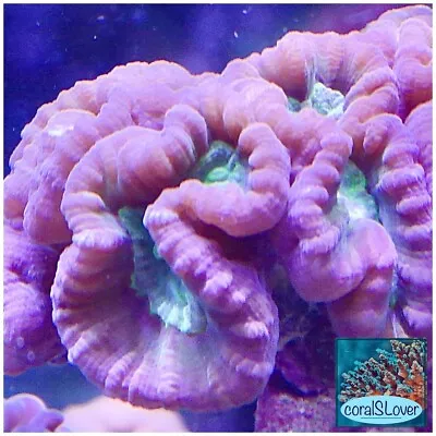 Live Coral Pinwheel Candy Cane  CoralSLover  • $34.95