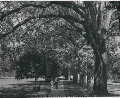 1976 Press Photo New Orleans City Park's Oak Trees With People - Noa62513 • $15.99
