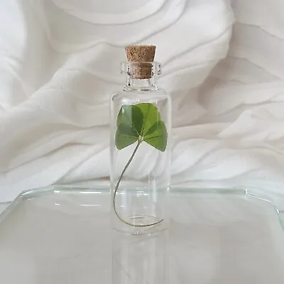 Real Four Leaf Clover In Glass Bottle • $17.99