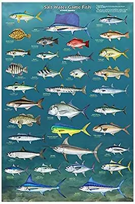 Salt Water Game Fish Of North America Educational Reference Chart Poster 24x36 • $16.49