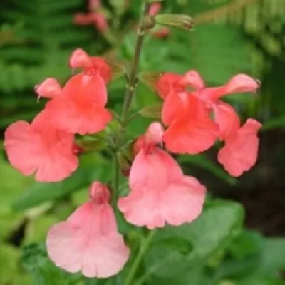 3x Salvia Peach Cobbler Plug Plants Ornamental Perennial Orange Flowers • £9.99