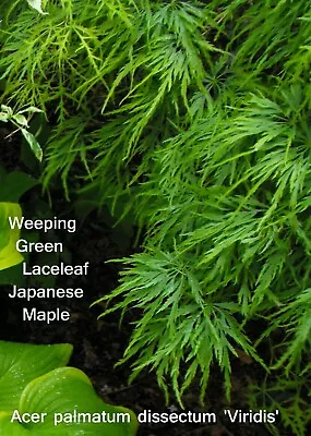 Japanese Maple Weeping Green Laceleaf Acer Palmatum Dissectum  15 Seeds • $5