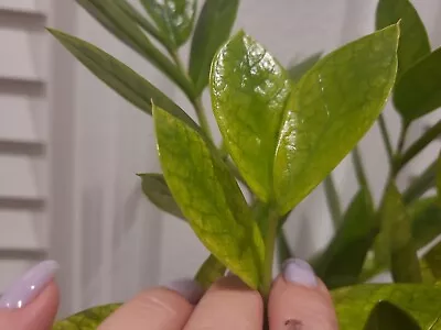 Variegated ZZ Plant ~Zamioculcas Zamiifolia Chameleon 3 Leaf Fresh Cutting • $11.99