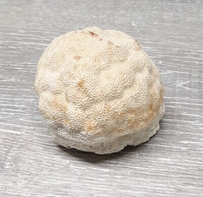 $20.99 • Buy Natural Coral Piece Saltwater Shell Seashell Off White Real Reef 3-4  Brain