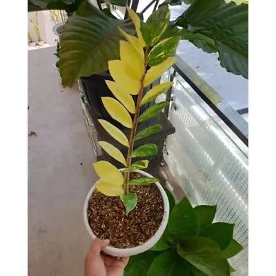 10 ZZ Variegated Zamia Culcas Variegated Free Phytosanitary Certificate • $580.11